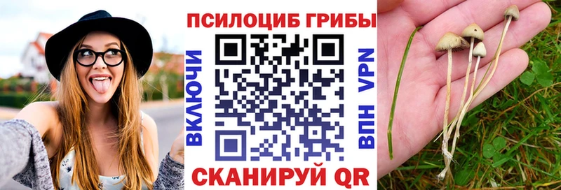 наркошоп Новочеркасск hydra как зайти Галлюциногенные грибы Psilocybe